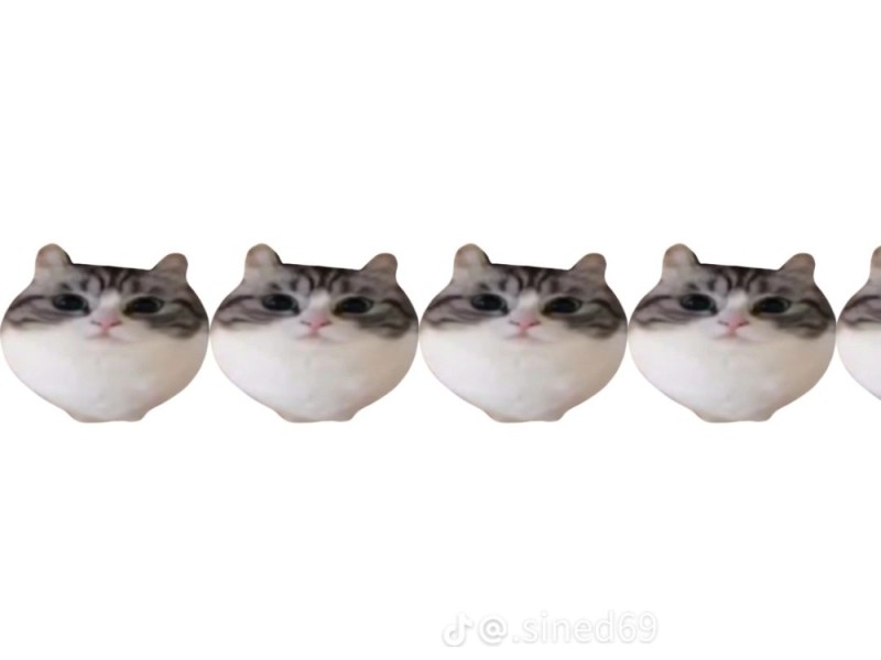 Create meme: wawa cat, cat , seals 
