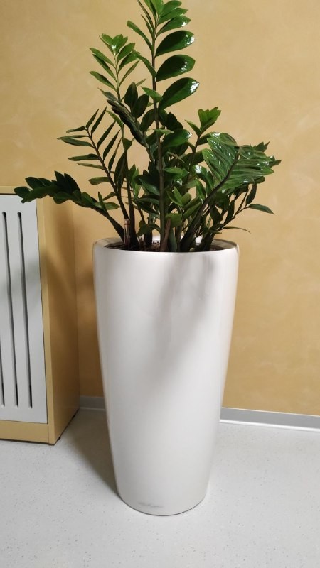 Create meme: zamioculcas, the plant zamioculcas, zamiokulkas lechusa