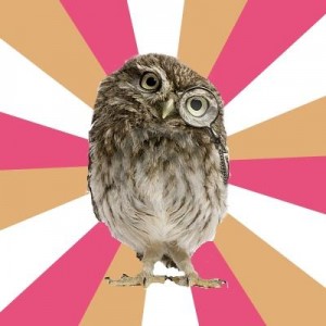 Create meme: little owl, owl, owl