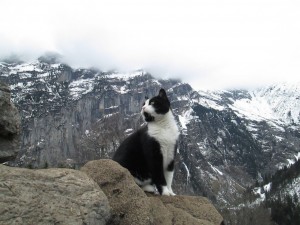 Create meme: in the mountains, the cat in the mountains