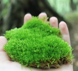 Create meme: moss