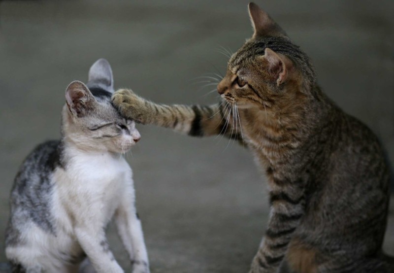 Create meme: cat fight, cat , cat cat