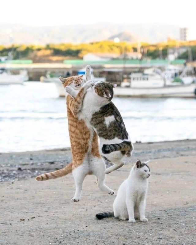 Создать мем: котик на море, кот кот, коты на море
