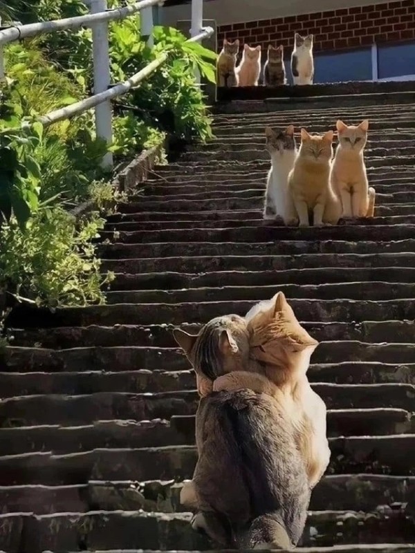 Создать мем: котики смешные, кошки на каждой ступени, стамбульские коты