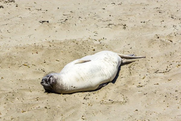 Создать мем: морской тюлень, морской слон на пляже, тюлень на берегу