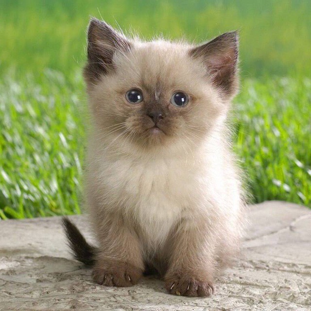 Create meme: Siamese cat , Siamese kittens , cute cats 