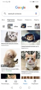 Создать мем: милые котики, пушистые котята, кошка