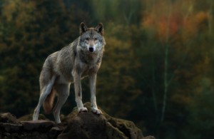 Create meme: red wolf, grey wolf, wolf