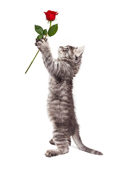 Создать мем: кот с розой, серый котенок, котик держит цветы