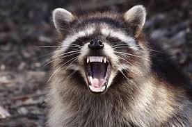 Create meme: evil raccoon a gargle, evil raccoon, raccoon