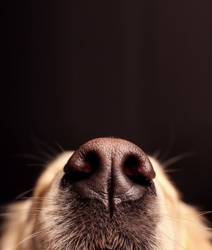 Create meme: a dog's nose, a dog's dry nose, a dog's nose