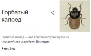 Create meme: beetle