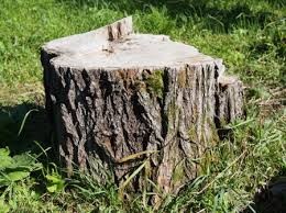 Create meme: stump of a tree, stump, stump in the forest