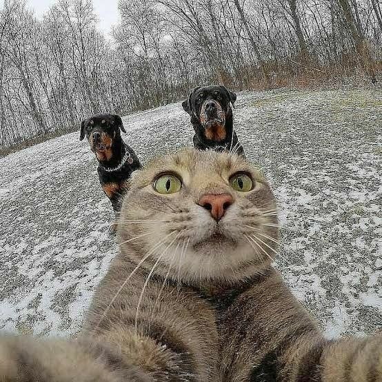 Create meme: selfie cat, cat selfie with dogs, The cat who takes selfies