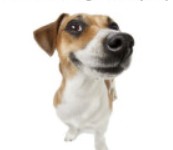 Create meme: Russell Terrier, dog Jack Russell Terrier