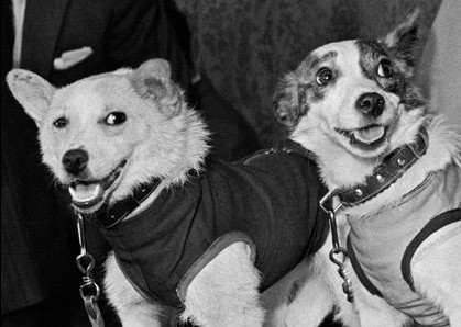 Create meme: Cosmonaut dogs Belka and Strelka, cosmonaut dogs, a dog in space