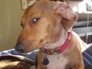 Create meme: podozrevala, dog Dachshund