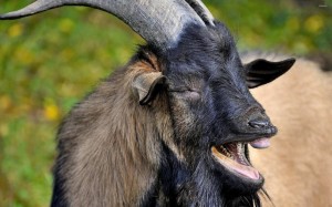 Create meme: goat, black goat