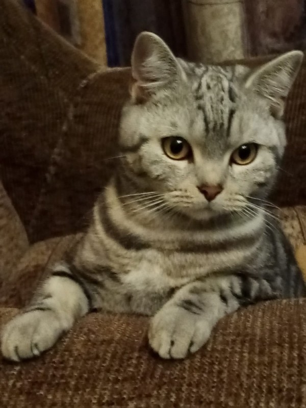 Create meme: british tabby cat whiskas, Scottish, cat British