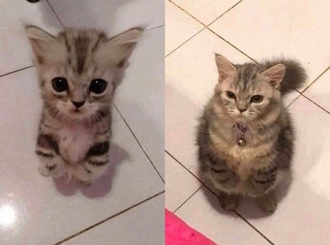 Create meme: memes with kittens , cute kitten, animals cute