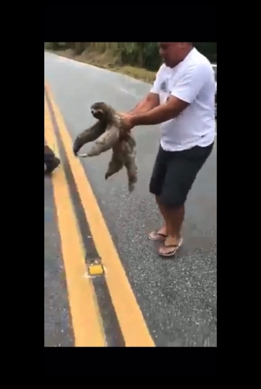 Создать мем: ленивец, полицейские перекрыли дорогу ради ленивца в коста-рике, ленивец на дороге