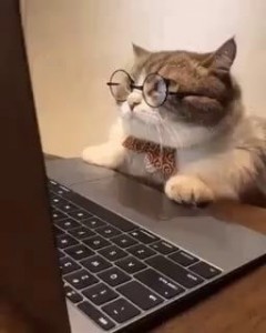 Создать мем: умный кот, кот по клавиатуре, кошки смешные