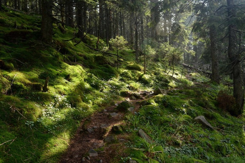 Create meme: thicket grove taiga forest, a path in the forest, forest moss