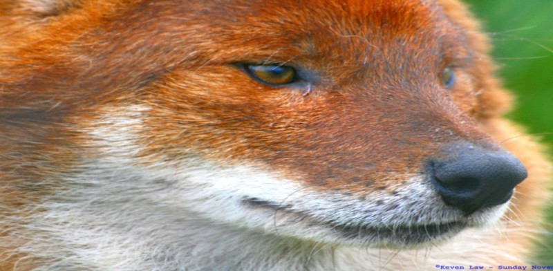 Create meme: the fox is cunning, red wolf, Fox face 