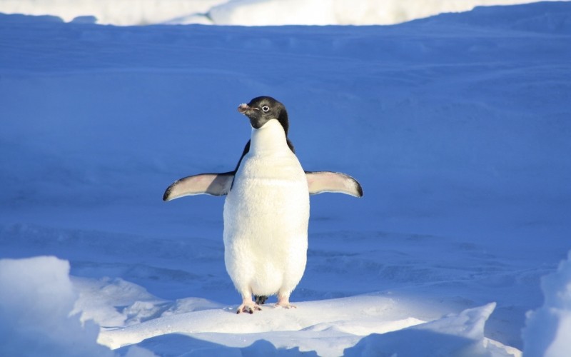 Create meme: penguin , penguin , north pole penguins