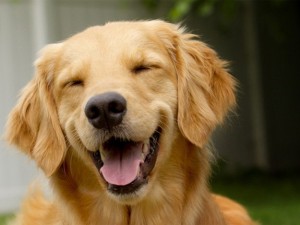 Создать мем: хороший мальчик ретривер, smiling dog, golden retriever