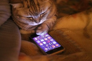 Создать мем: кошка с айфоном, кот с планшетом, кот телефон