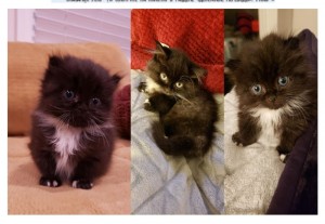 Create meme: fluffy kittens, Persian kittens, Persian cat