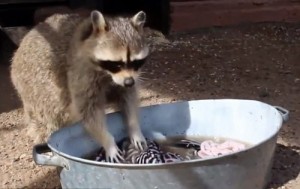 Create meme: raccoon gargle with basin, raccoon washes gargle video, raccoon gargle