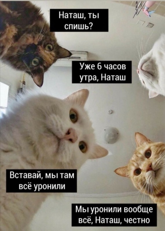Создать мем: кошка, котики, мемы про наташу и котов