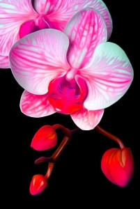 Create meme: taida ‘sweet berry’ Phalaenopsis, Orchid orange, pictures of Orchid beautiful on the phone