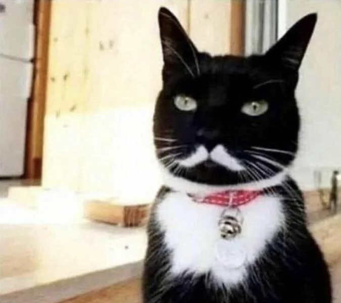 Создать мем: кот с большими усами, кот с черными усами, смешные коты