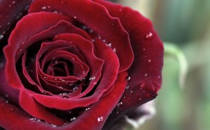 Создать мем: dark, red, розы 2 метра
