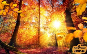 Создать мем: осень листья солнце, осень солнечная, осень