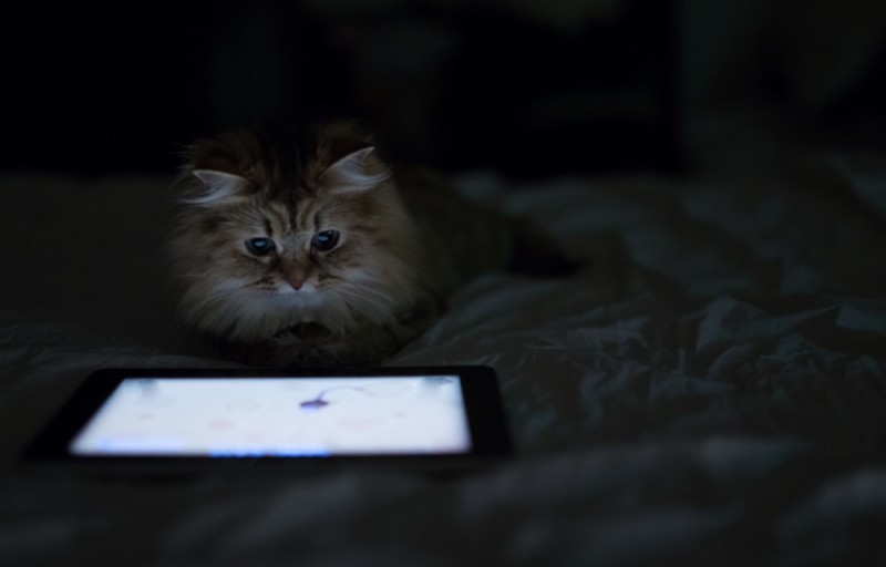 Создать мем: кошка, котик с телефоном, кот за компьютером