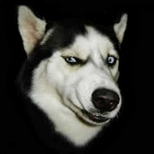 Create meme: Siberian husky, dog, Dog