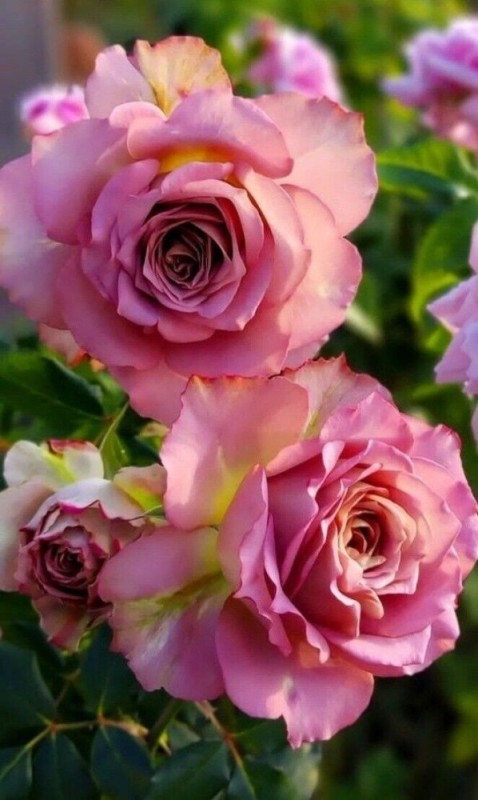 Create meme: rosa floribunda pink, rose floribunda, rose floribunda pink