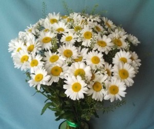 Create meme: daisies bouquet, flowers, chrysanthemum