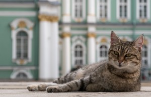 Create meme: cats of the Hermitage, the Hermitage cats