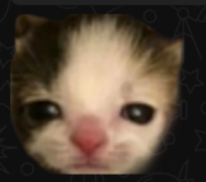 Create meme: kitty , cute cats , seals 
