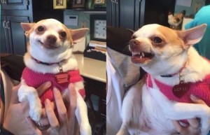 Create meme: chihua Hua meme, evil Chihuahua, Chihuahua dog