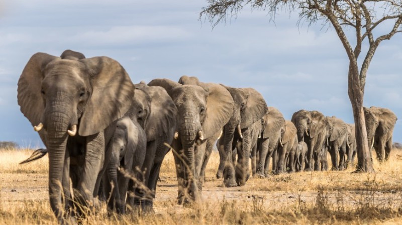Create meme: african elephant, african savanna elephant, Tarangire National Park in Tanzania