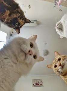 Создать мем: кот голодный, мемы с котами, Кошка
