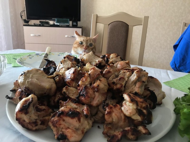 Create meme: cat and barbecue, shish kebab from a cat, delicious barbecue