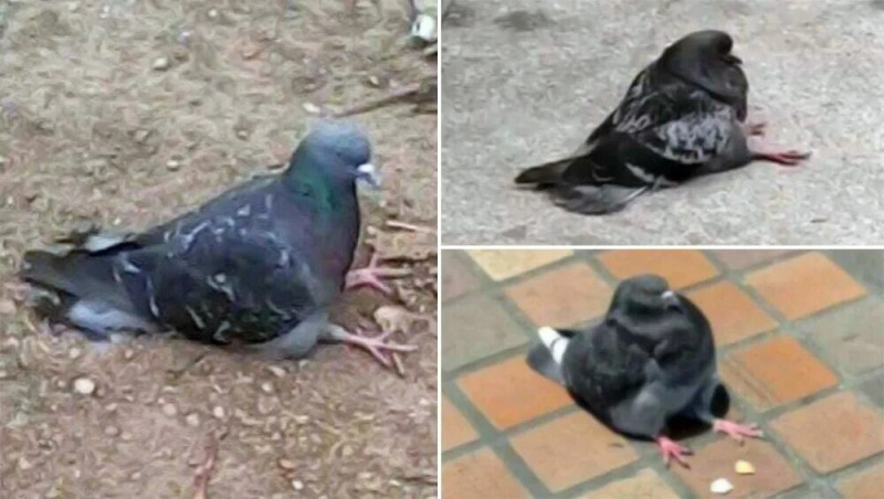 Create meme: pigeons doves, bird dove, dove 