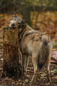 Create meme: grey wolf, Timber Wolf, canis lupus